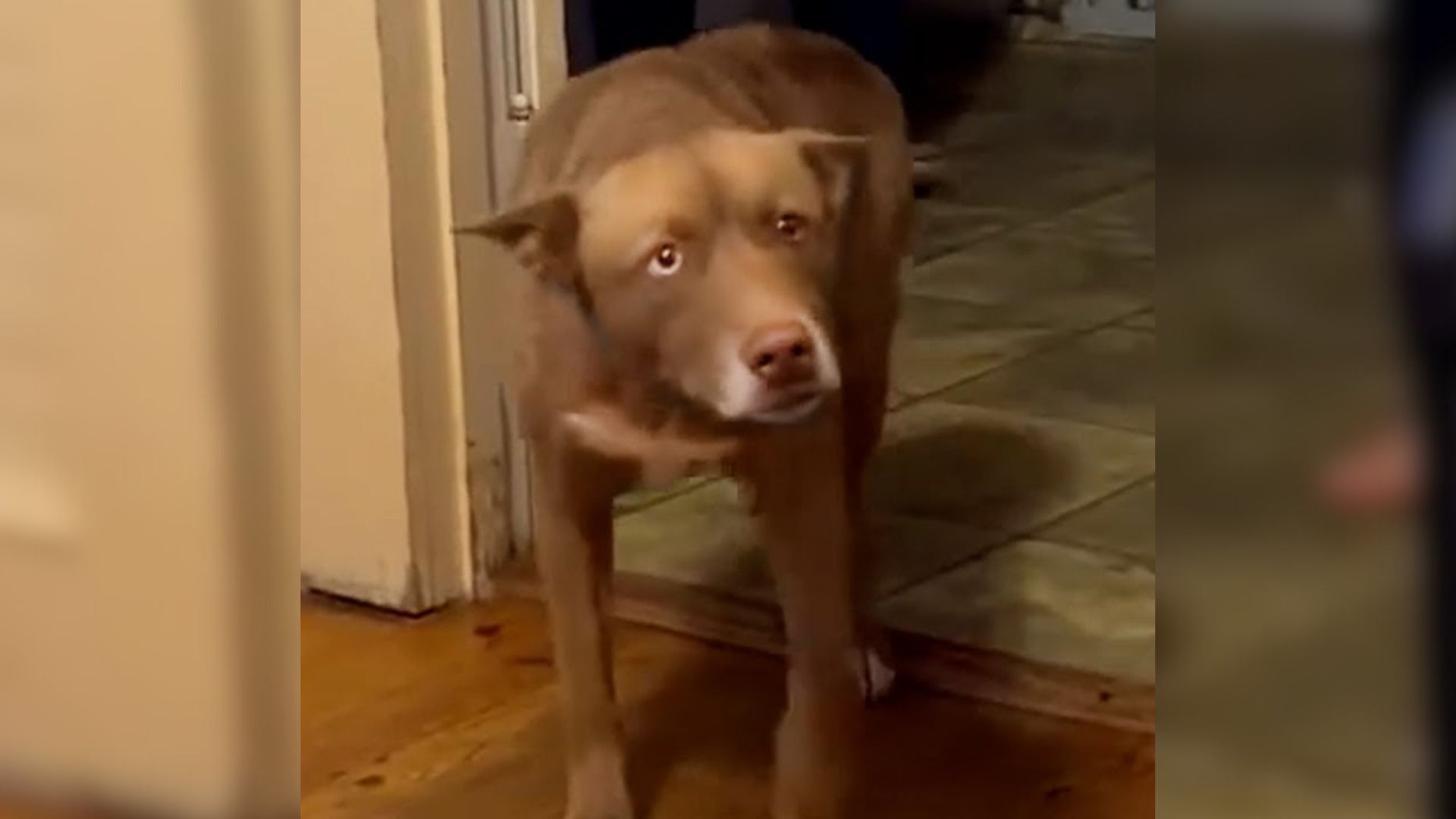 South Carolina Family Overjoyed To Finally Reunite With Their Missing Dogs After 5 Months