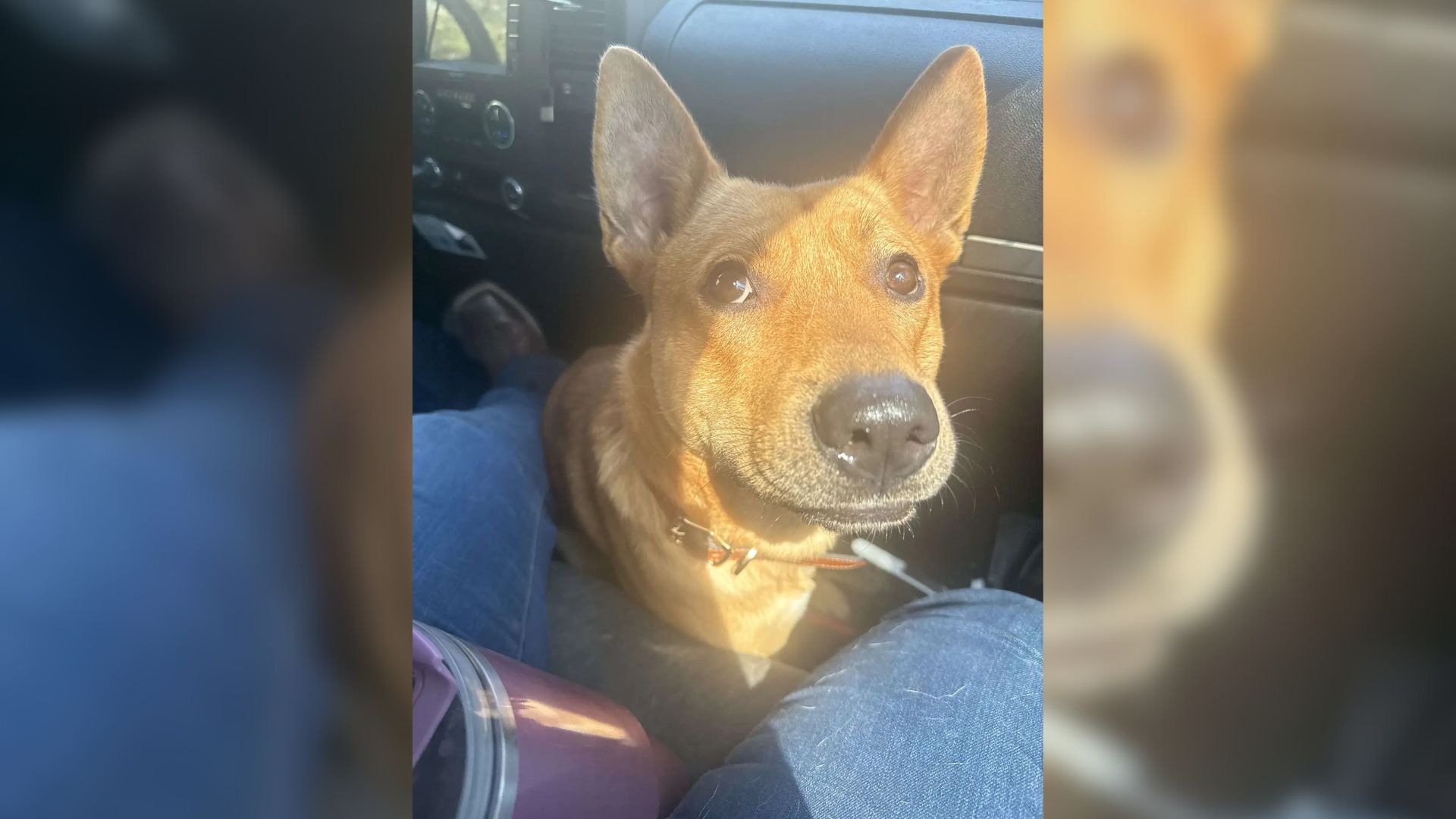 Dog Saved His New Family From A Fire After They Rescued Him From A Hurricane-Stricken Area