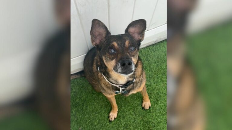 dog shutted down in shelter