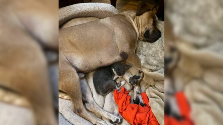 dog and a kitten sleeping