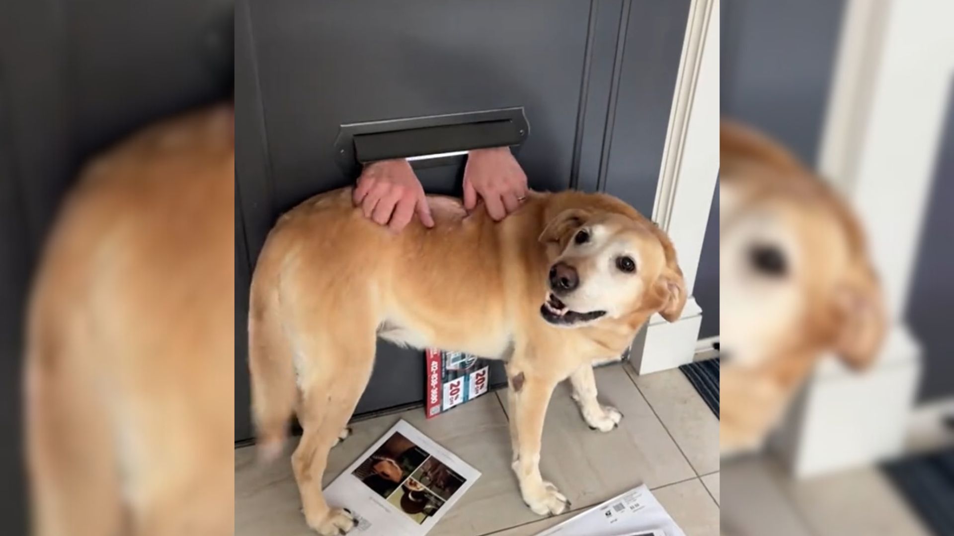 Dog’s Adorable Ritual With ‘Mysterious Magic Hands’ Through Mail Slot Will Make Your Day