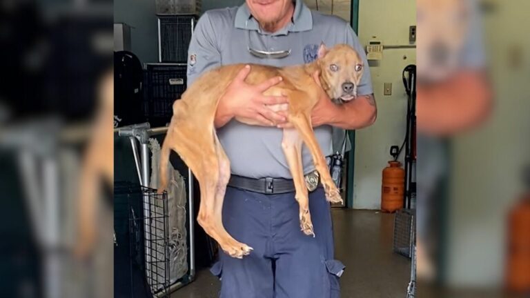 man carrying a dog