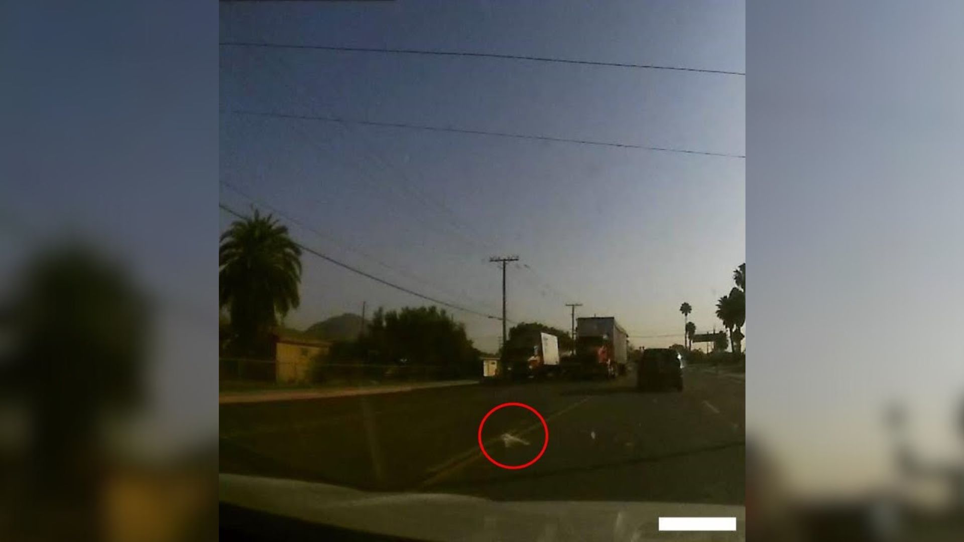 Man Who Was Driving To Work Suddenly Stopped After He Saw A Furry Animal On The Road