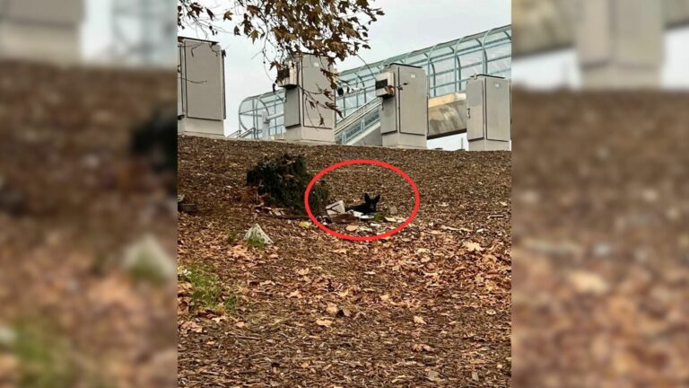 dog peeking out from bushes