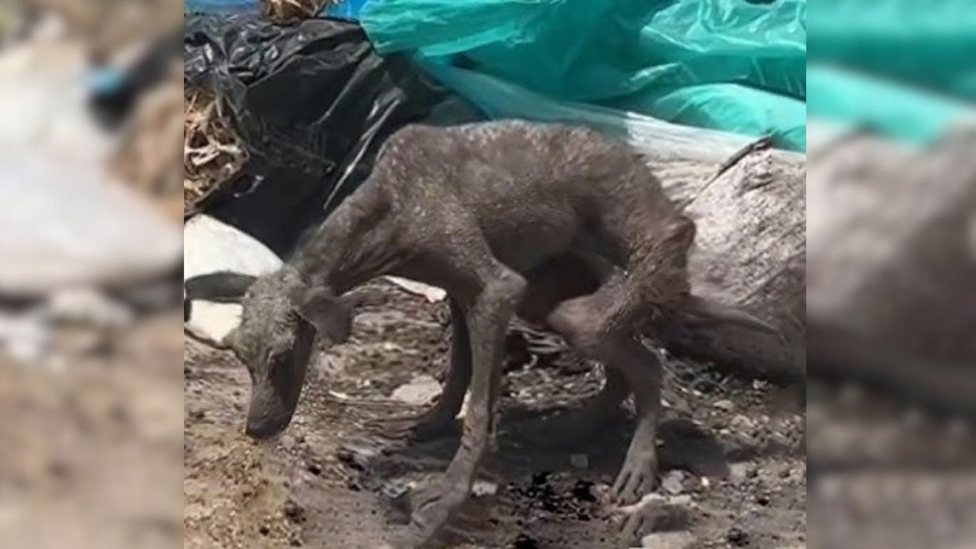 Dumped Dog Found In The Middle Of The Road Couldn’t Stop Crying From Despair