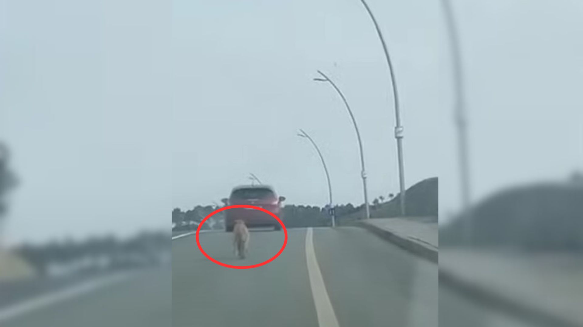 Dumped Dog Kept Chasing The Car, Convinced That His Owner Had Accidentally Forgotten Him