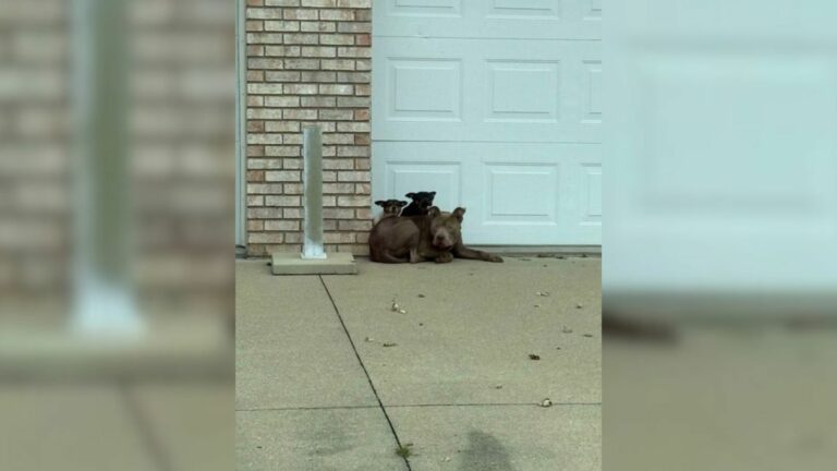 dumped dog with puppies