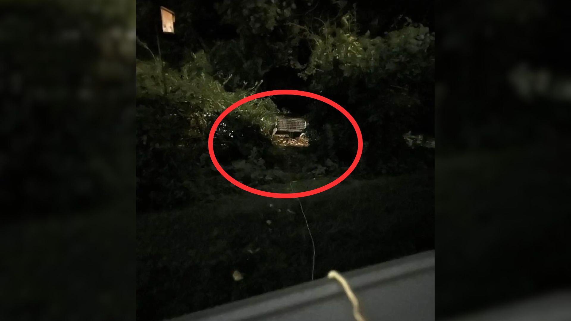 Family Relieved After A Pair Of Glowing Eyes On Security Camera Ended Belonging To Their Missing Friend