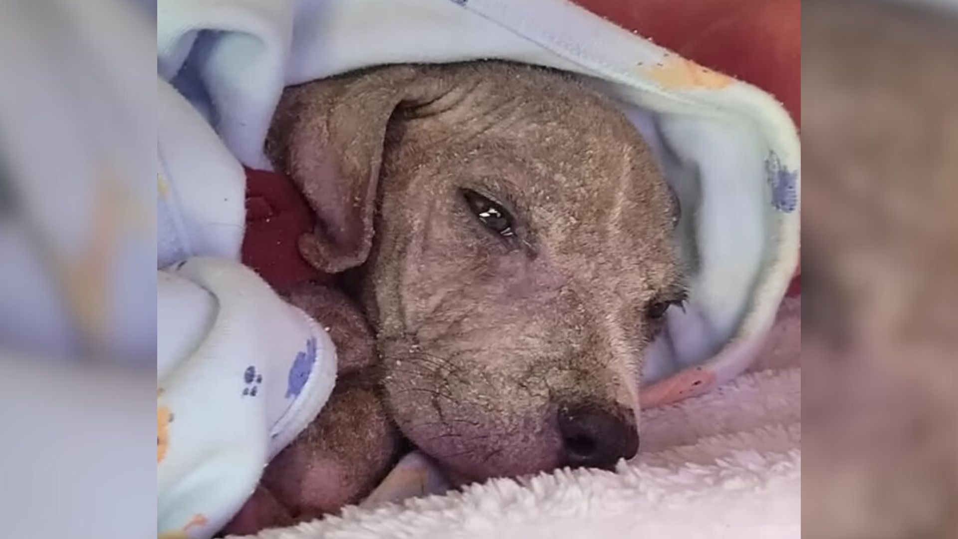 Farmer Heartbroken After Finding A Sick Puppy Who Couldn’t Stop Crying In A Ditch