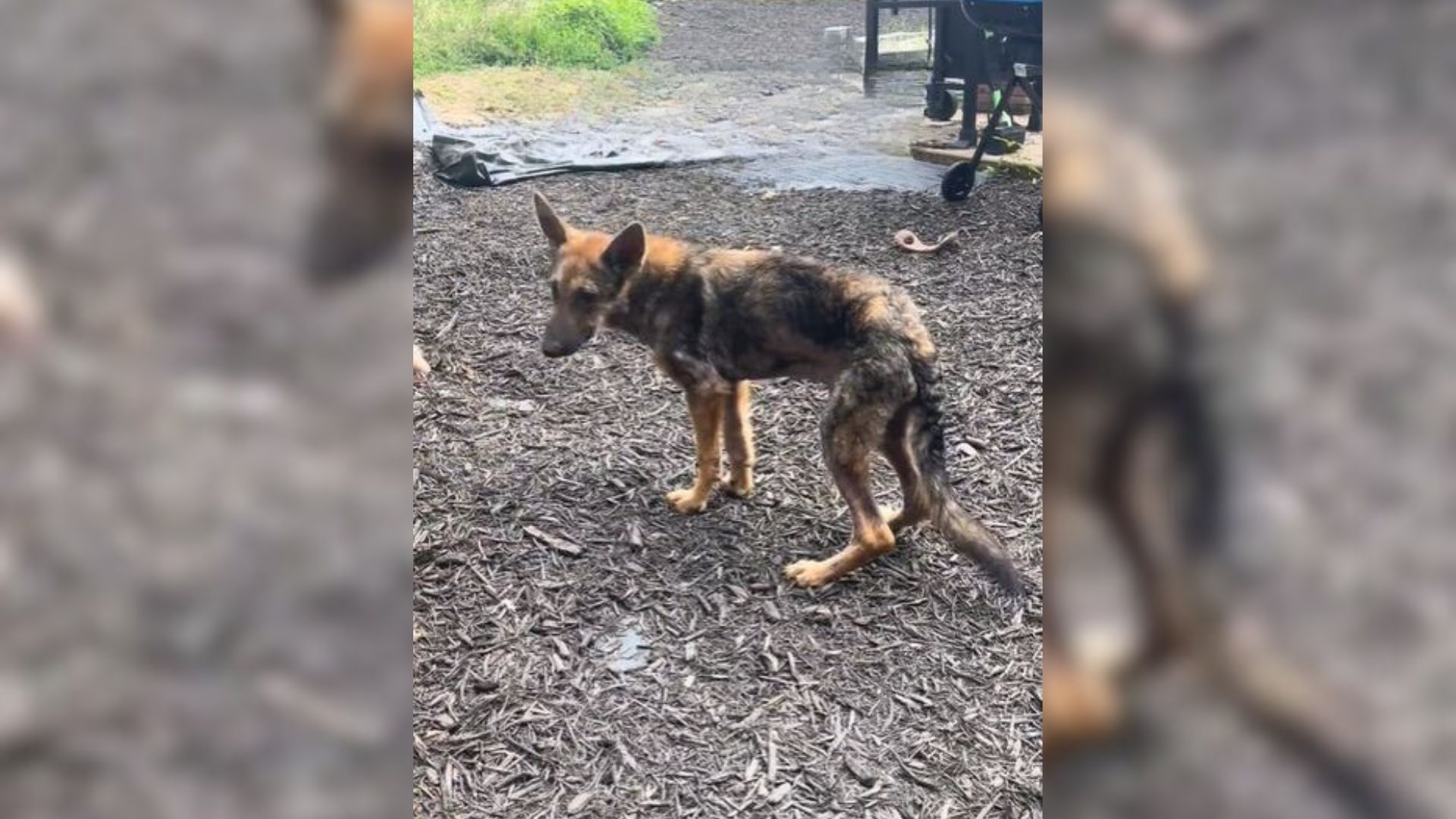 Foster Family Almost Mistook The Dog They Took In For A Coyote Because Of His Looks