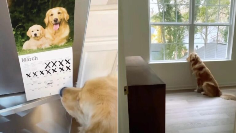 Sweet Golden Retriever