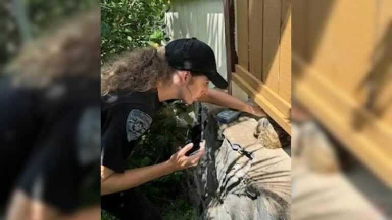 Helpless Animal Trapped With Its Head Inside A Hole In A Concrete Wall
