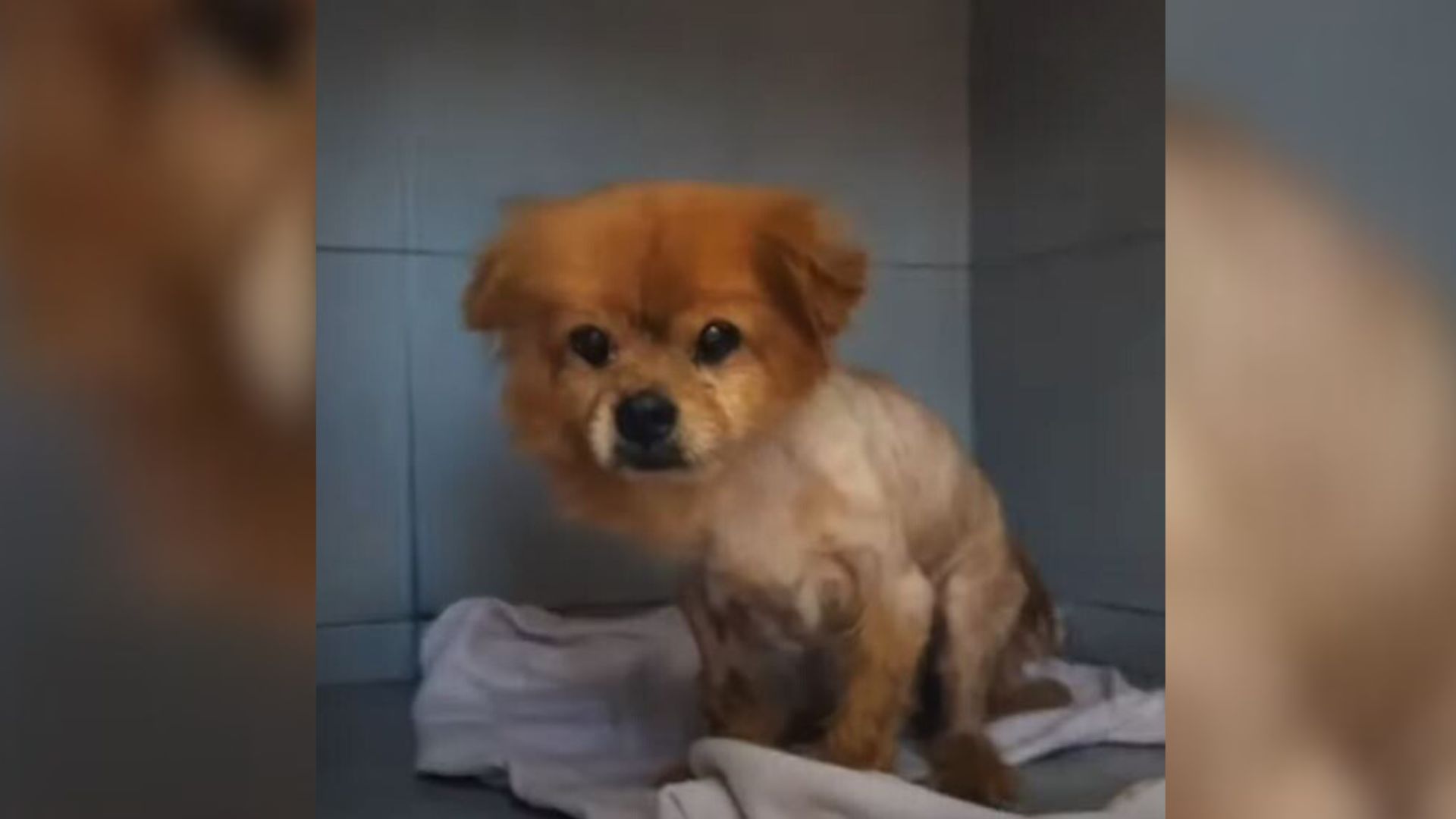 sweet ginger puppy