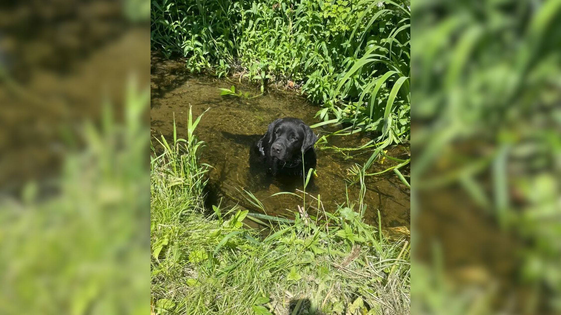 Pup Crying In A Ditch Because Of Injuries Was Finally Heard By A Kind Soul