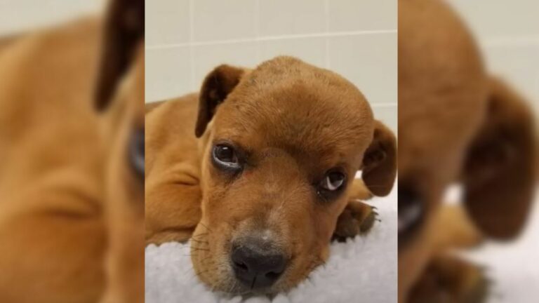 injured dog with a swollen head
