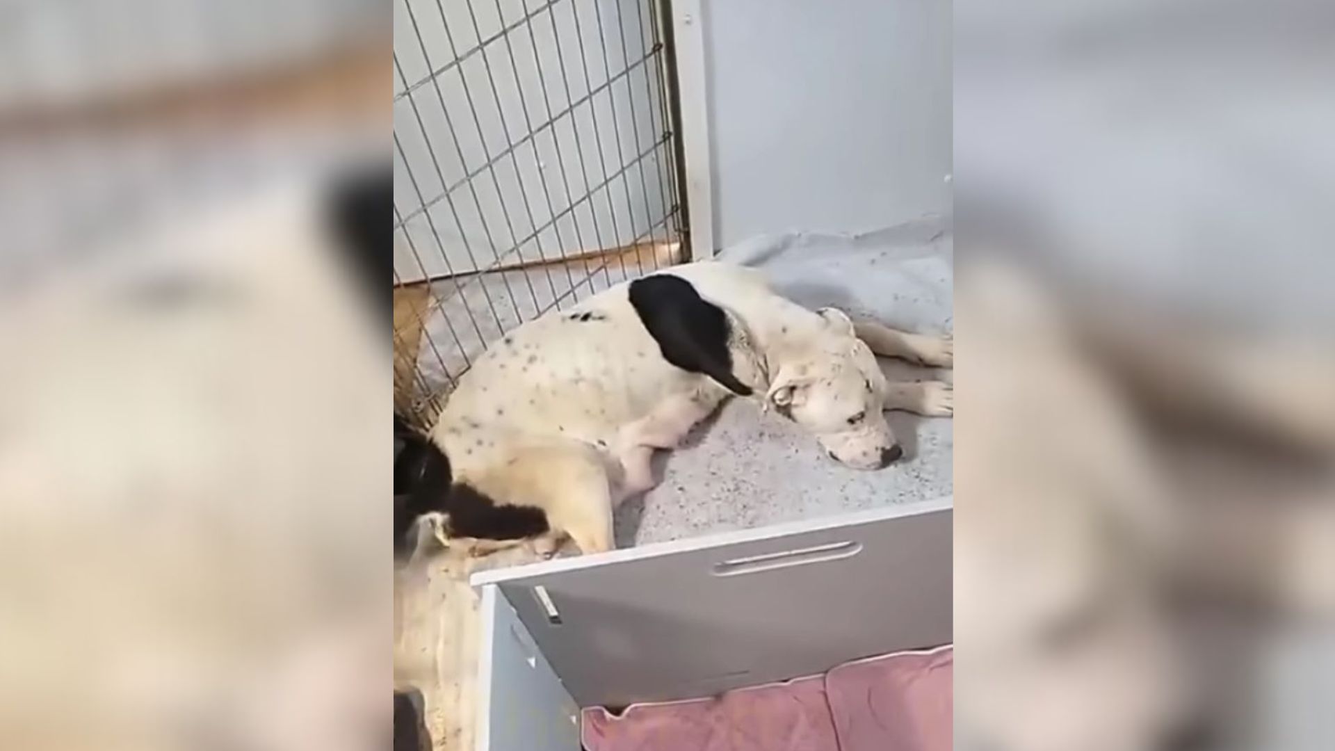 Landowners Spotted Mama Dog With Her Newborn Puppies In A Shed So They Called For Help