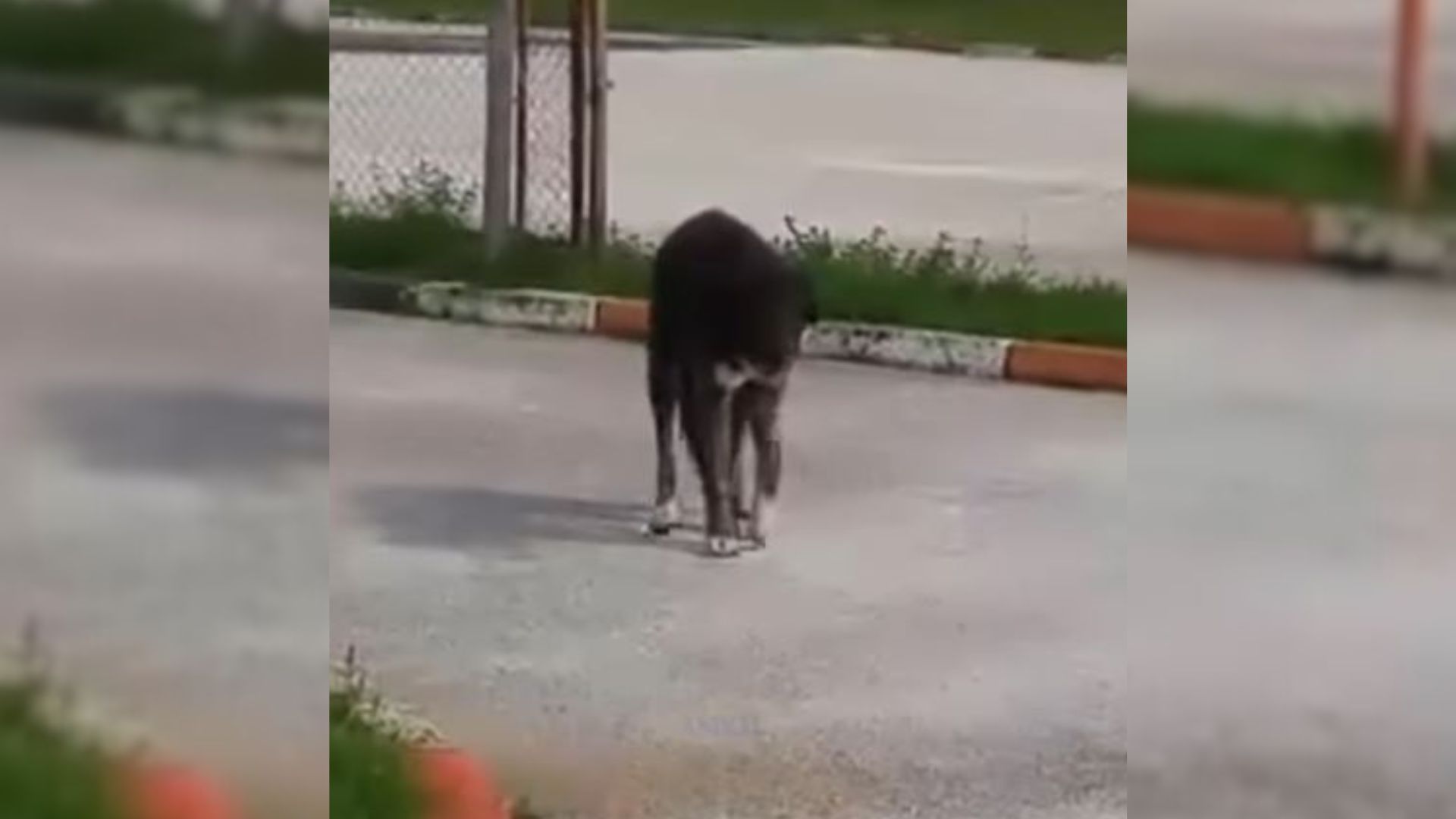 Adorable Pup Has Issues Walking After His Accident But This Changed Everything