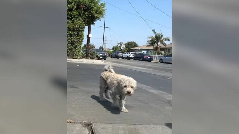 lonely dog on the street