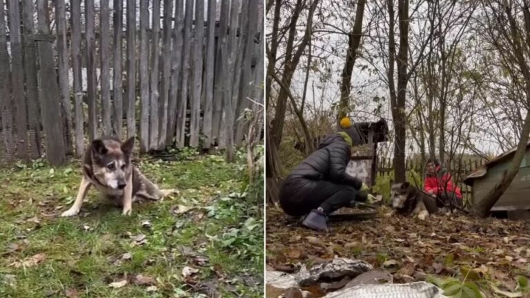 abandoned dog guarding the house