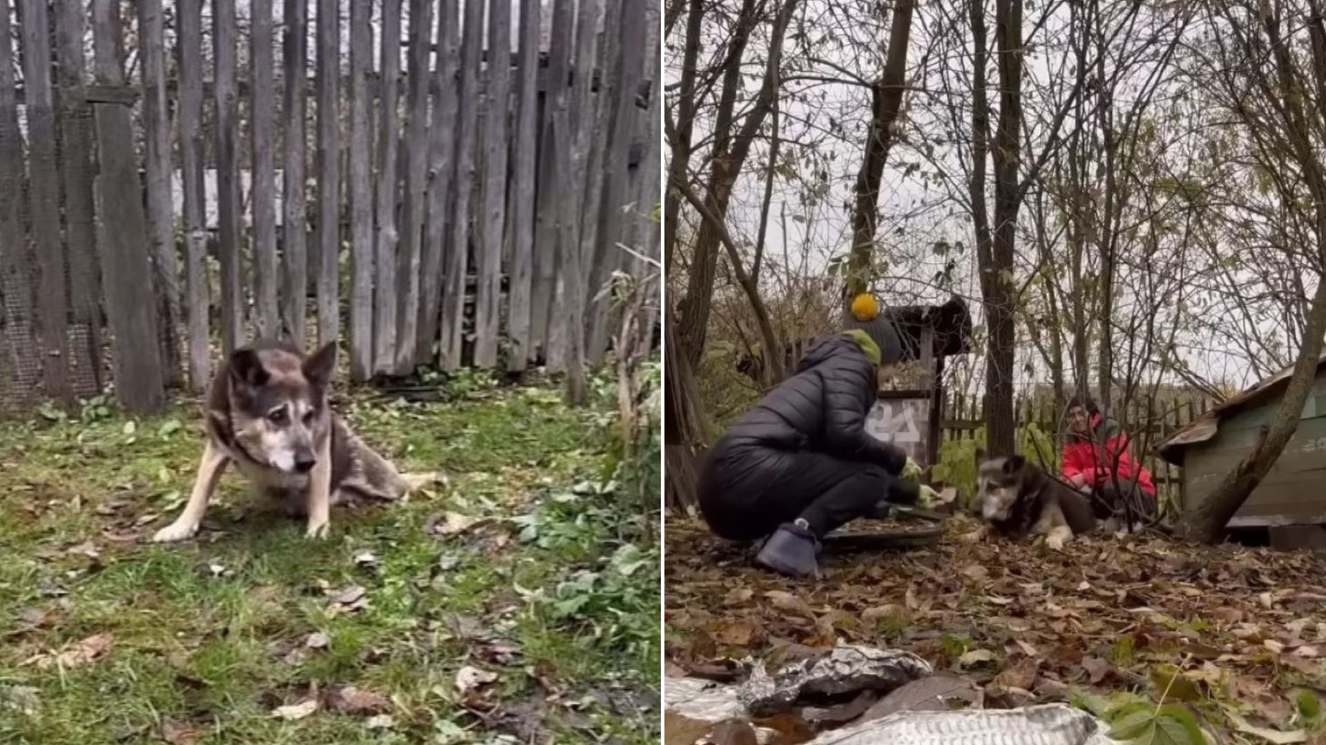 abandoned dog guarding the house