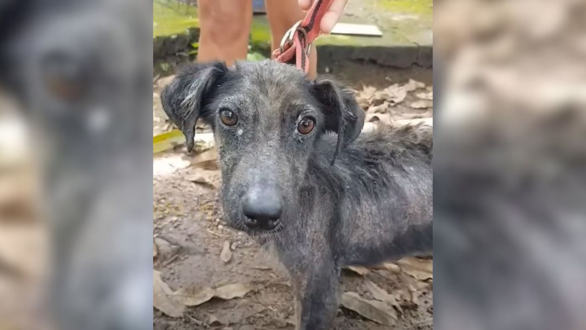 Starving Dog Abandoned Behind A House Cries For Days, Hoping His Owners Would Return