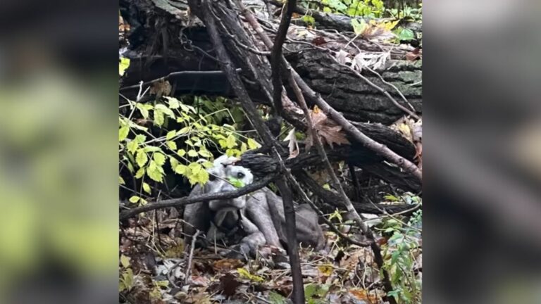 malnourished pup in the woods