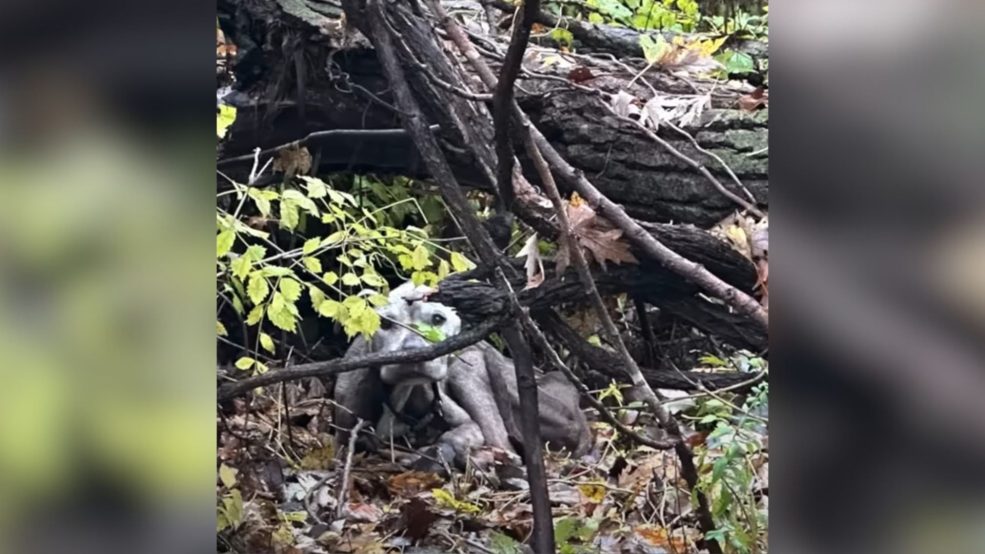 malnourished pup in the woods