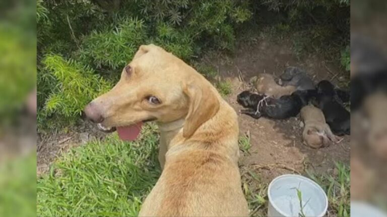 Mama Dog Who Was Abandoned Finds Help For Her Puppies
