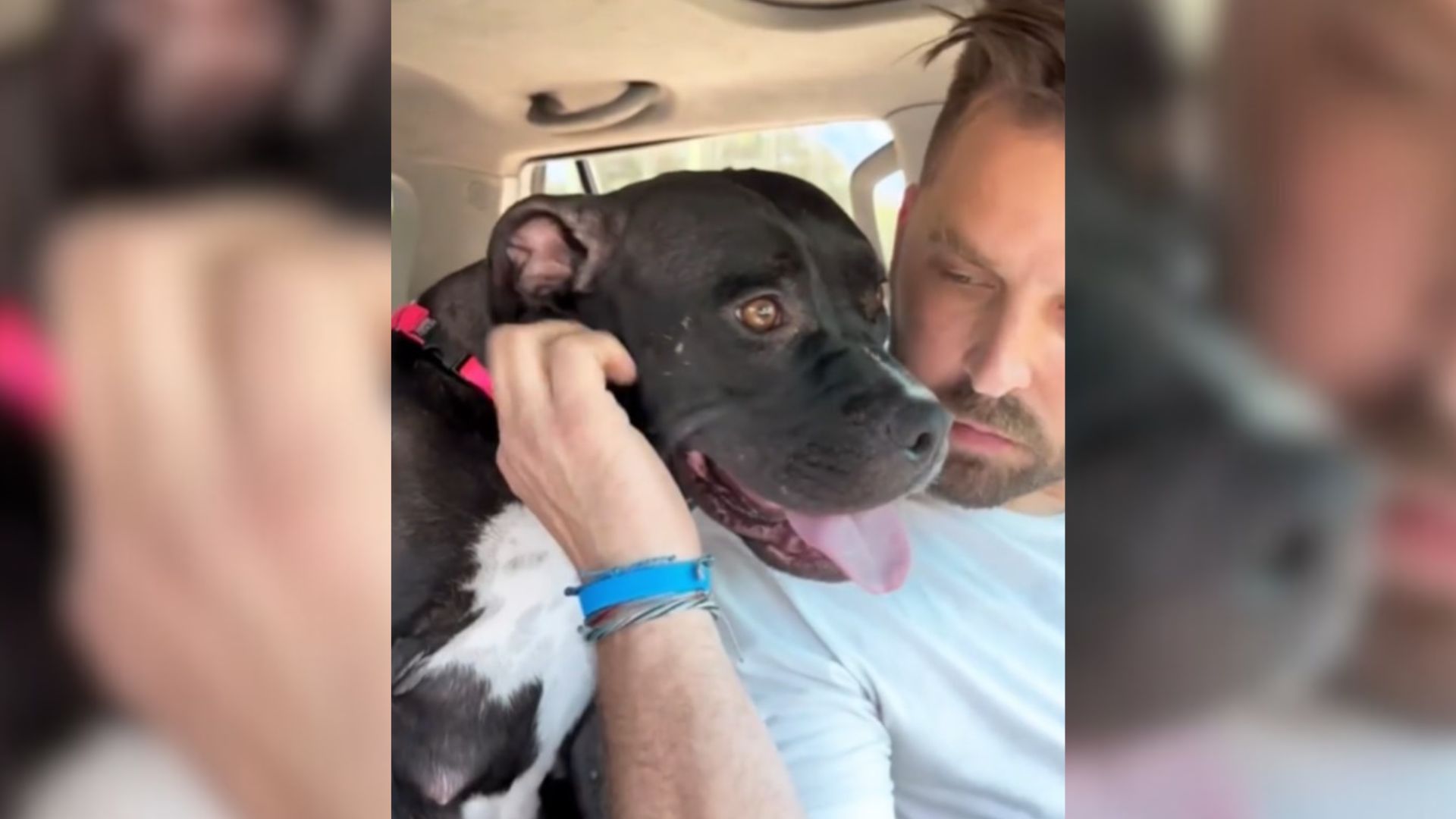 Witness How Owner From California Took Mama Dog To Bed Every Night Because She Was Exhausted After Giving Birth
