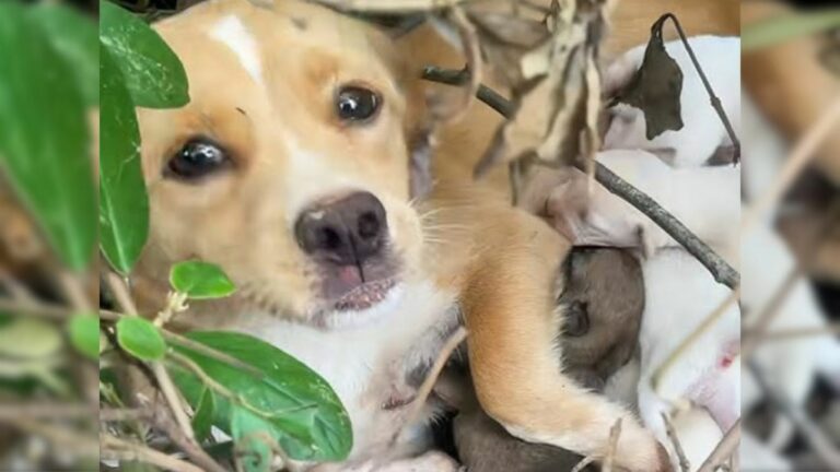 dog with her babies