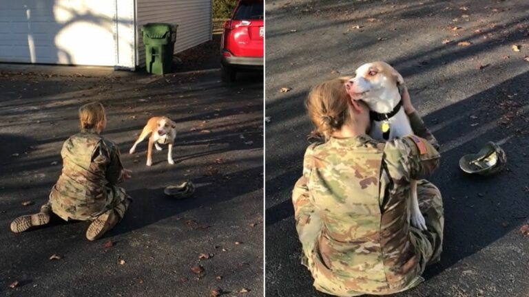 military woman reunites with her dog