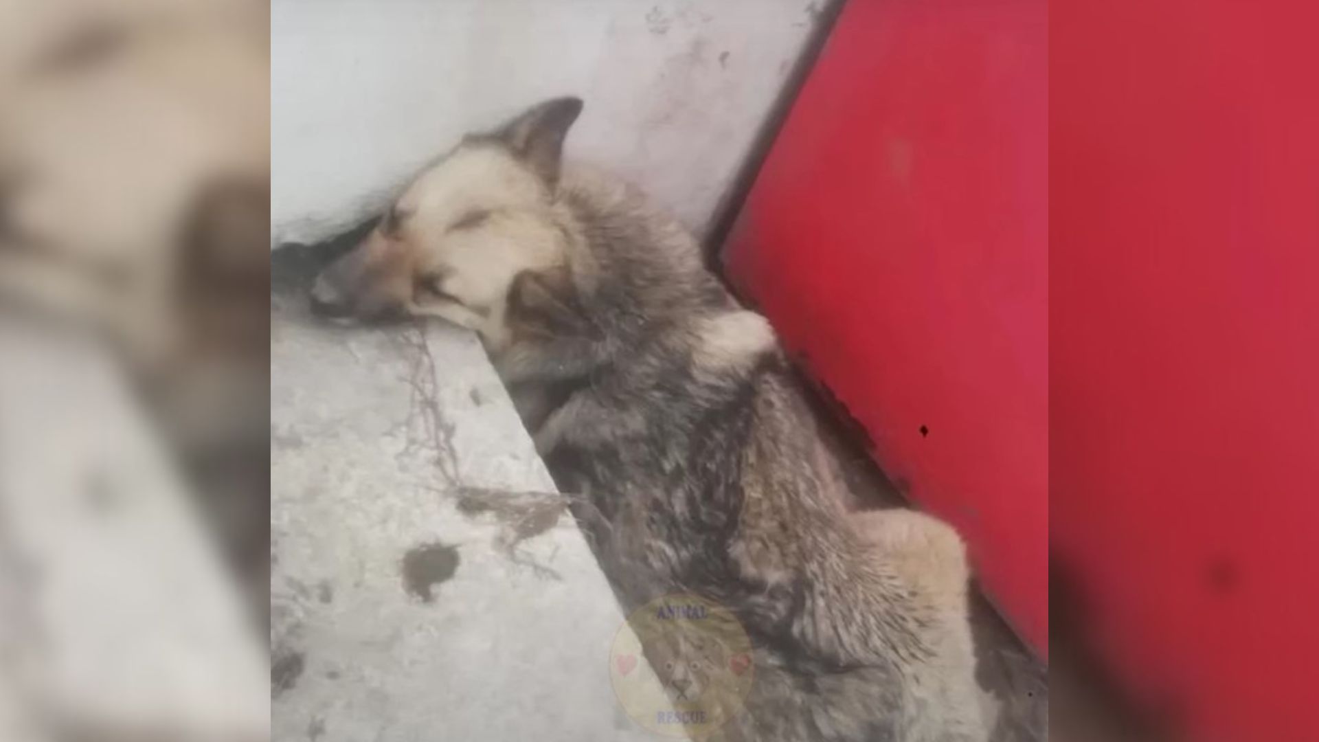 Everybody Walked By This Severely Injured Pup Who Desperately Needed Help