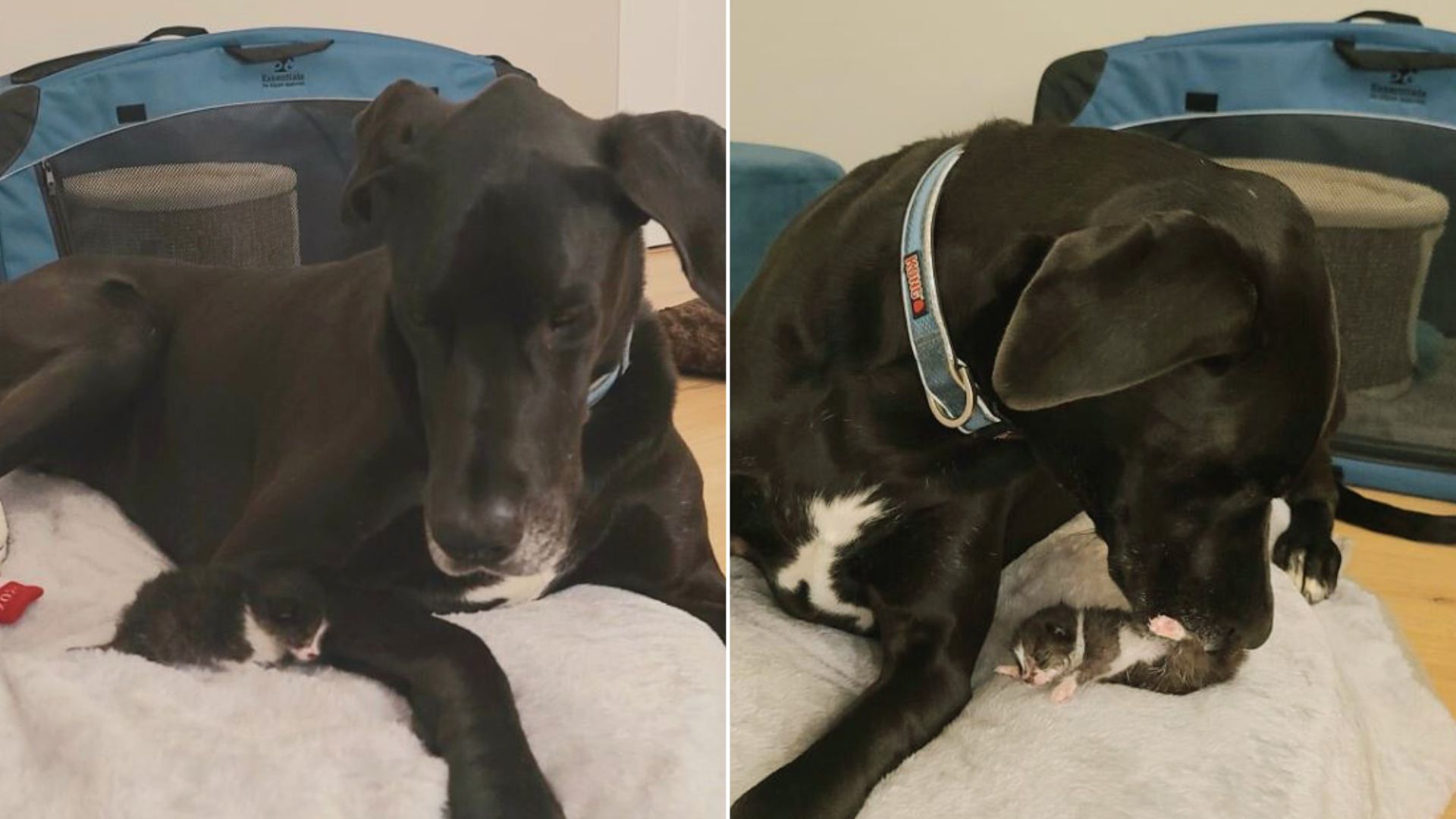 Orphaned Newborn Kitten Kept Crying For His Mom Until He Met A Sweet Great Dane Who Adopted Him