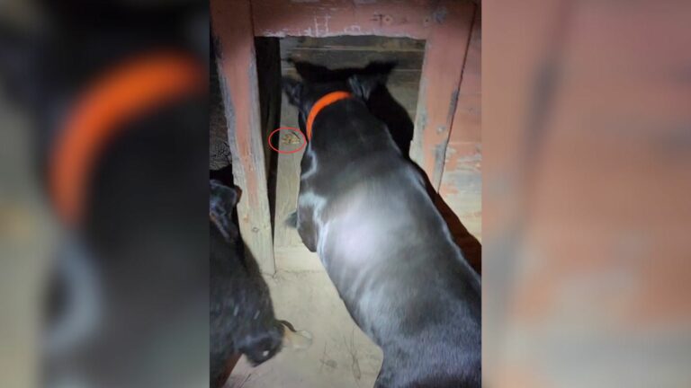 dog coming into his house