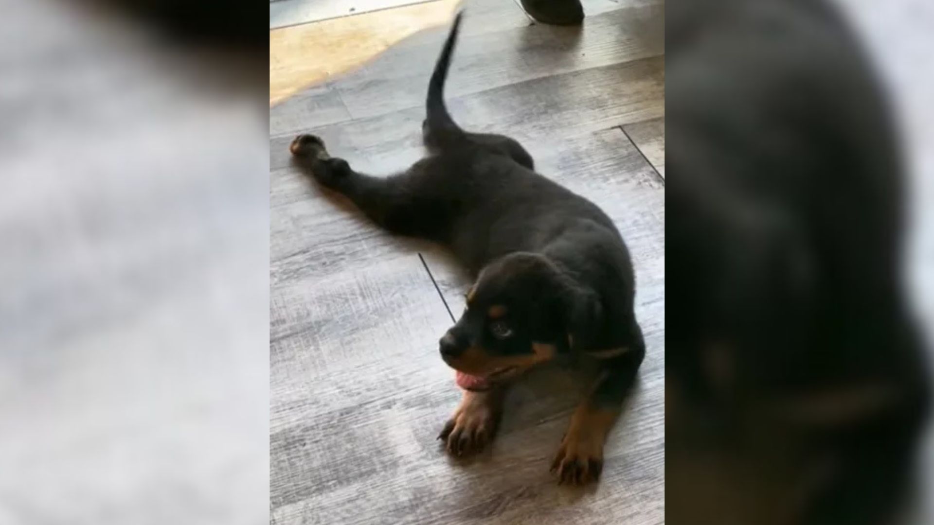 pup lying on the floor