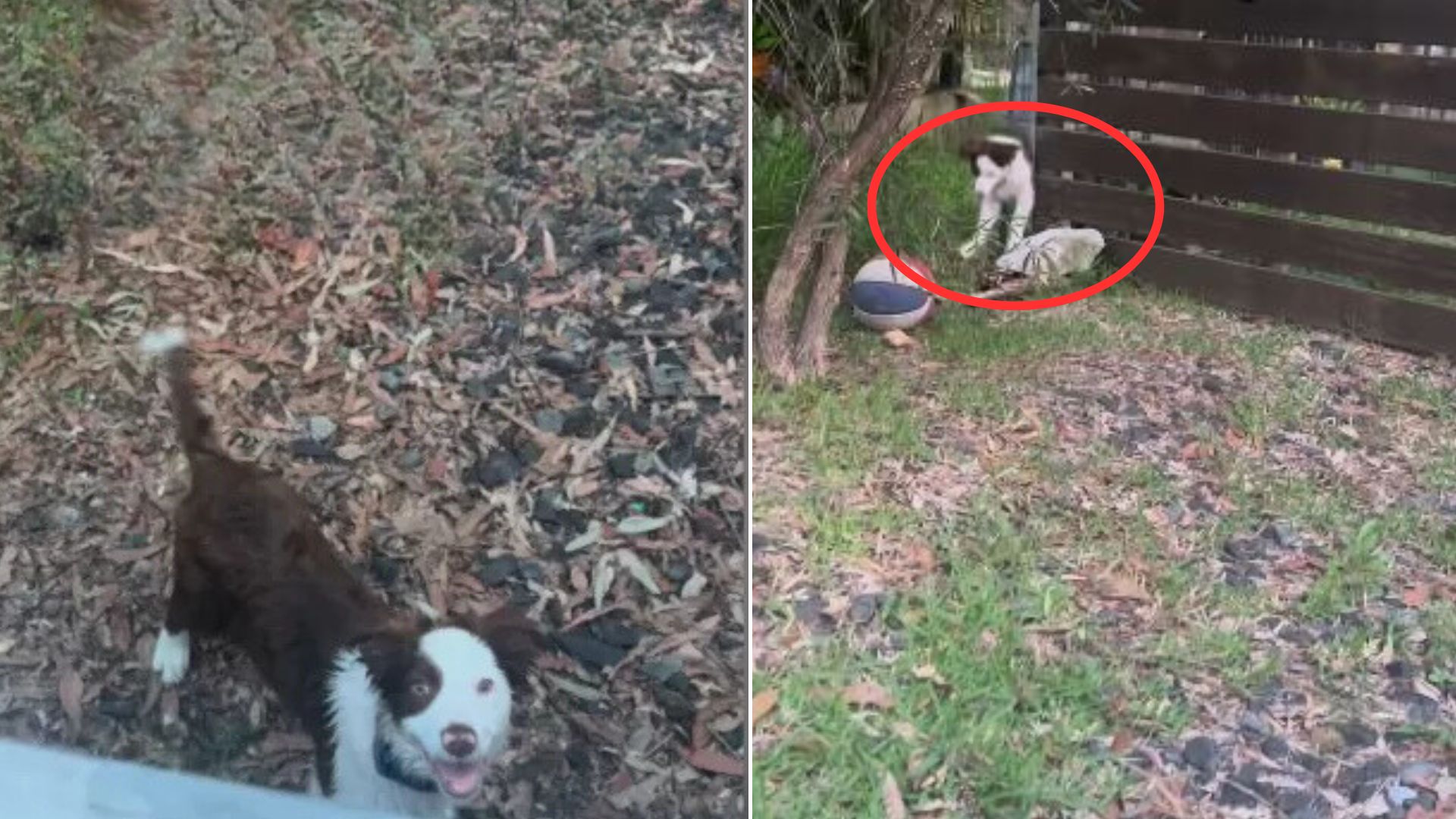 Owner Tricks Her Puppies To Discover How They Keep Escaping The Yard And It’s Absolutely Hilarious 