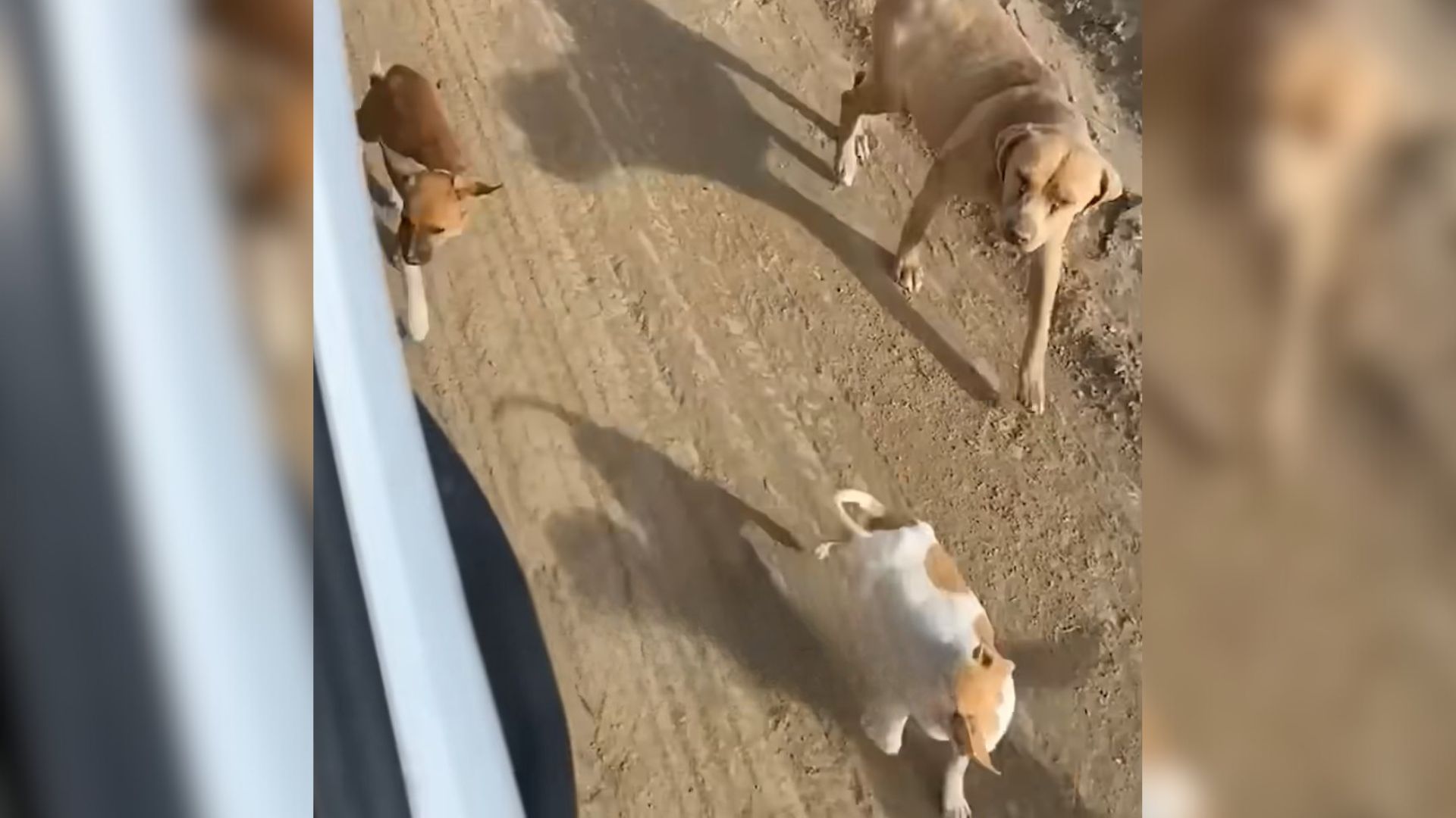 Pack Of Pups Ran For Miles After A Van, Then Something Incredible Happened To Two Of Them