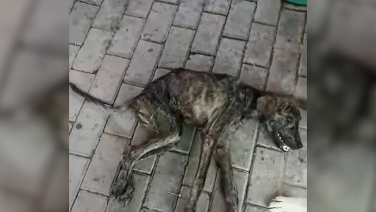 Paralyzed Dog Found Crying In Pain By The River