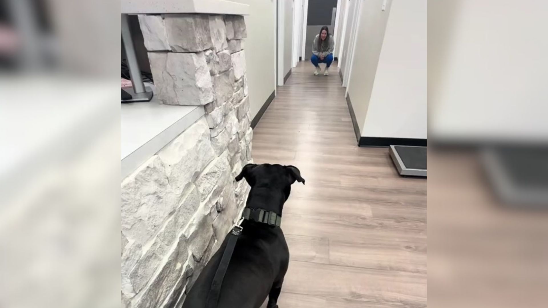 Pittie Didn’t Want To Go To The Vet, But Then Relaxed When She Realized Who Was Working There