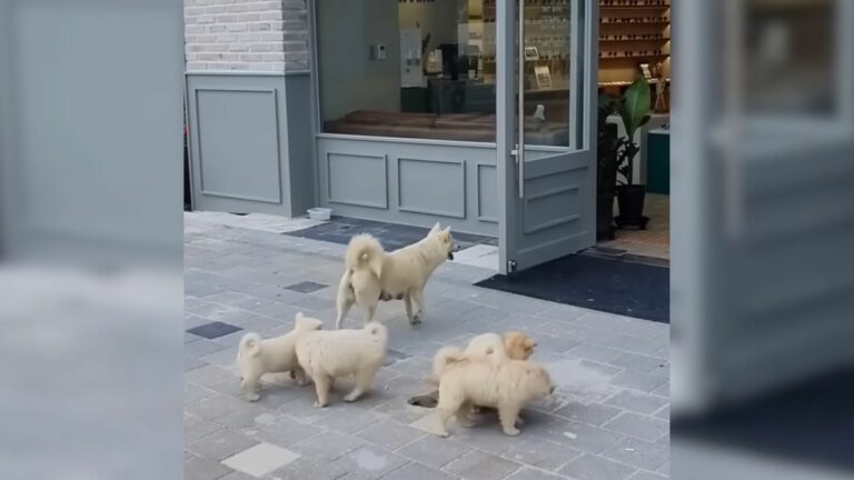 dog begging for food