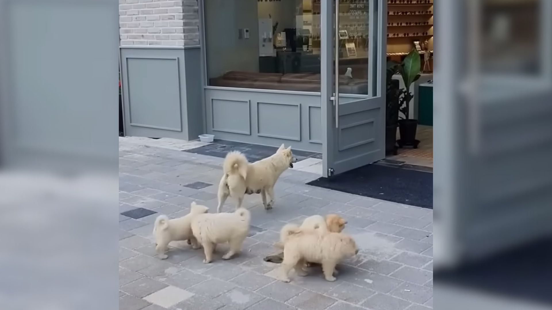 Woman Working At A Store Noticed A Dog Outside Begging For Food To Feed Her Babies