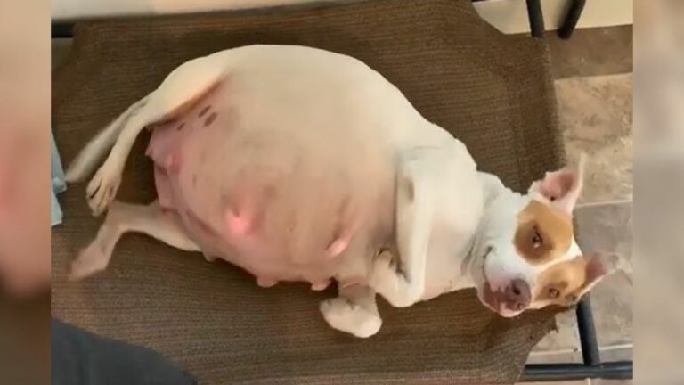pregnant pittie dog
