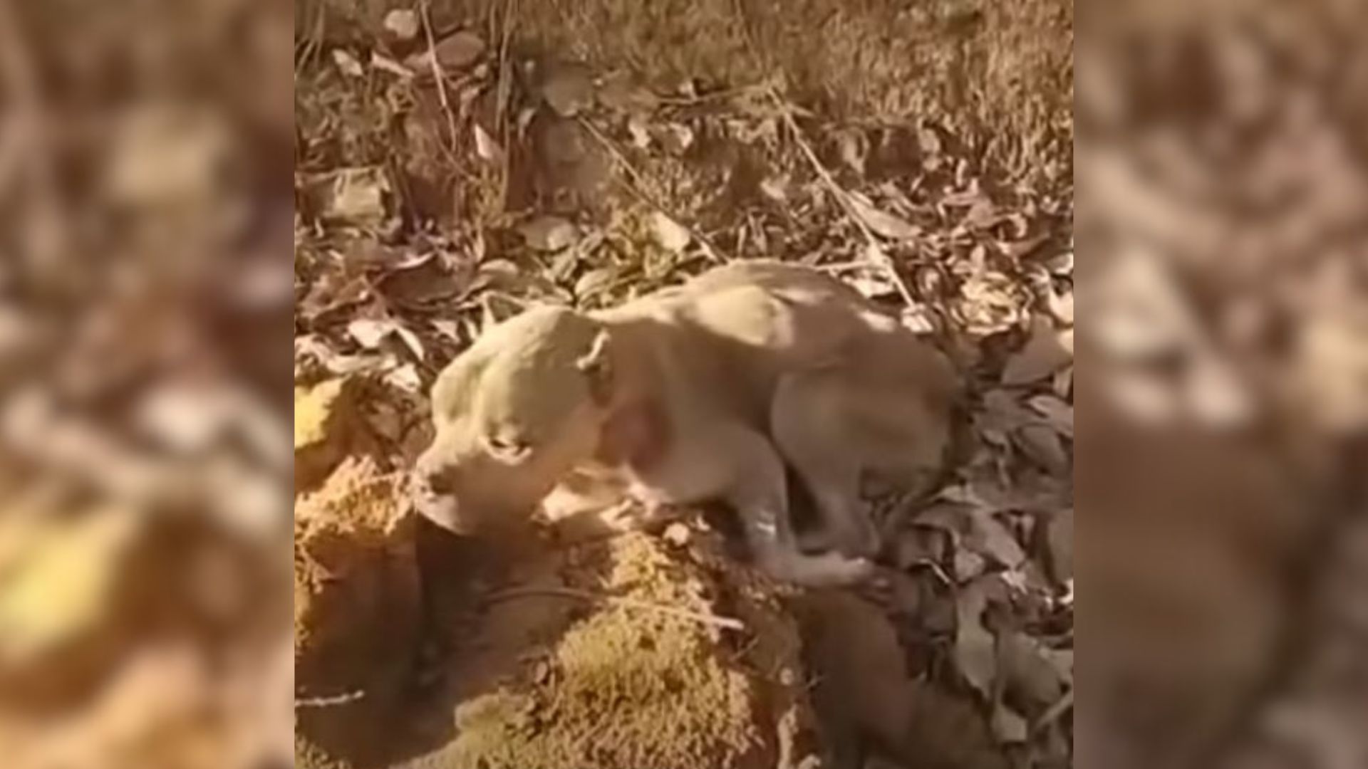 Pup Who Spent His Life On The Street Became The Sweetest Boy Ever