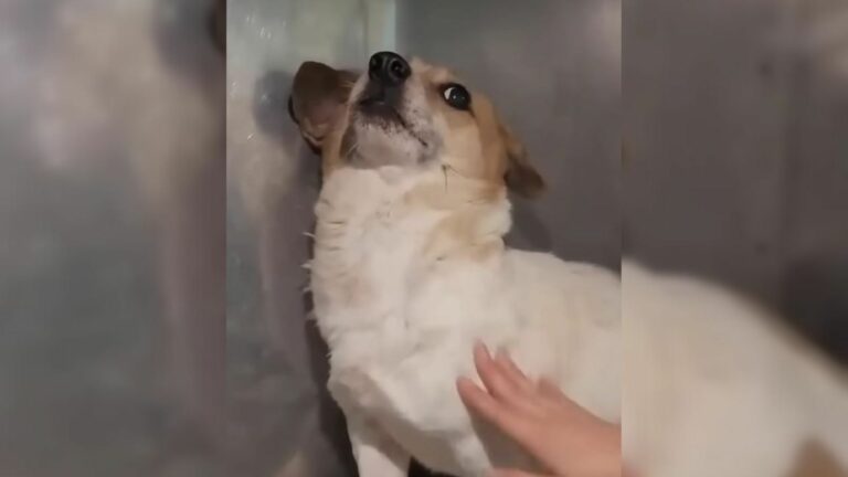 scared dog