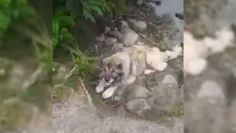 sad dog