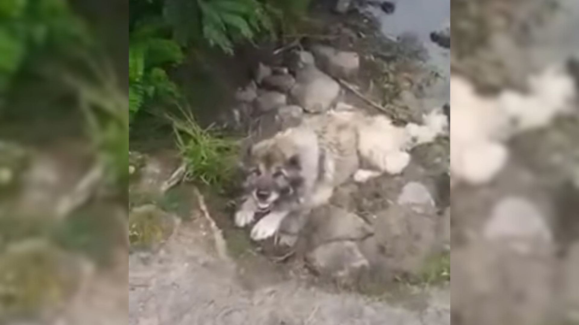 sad dog