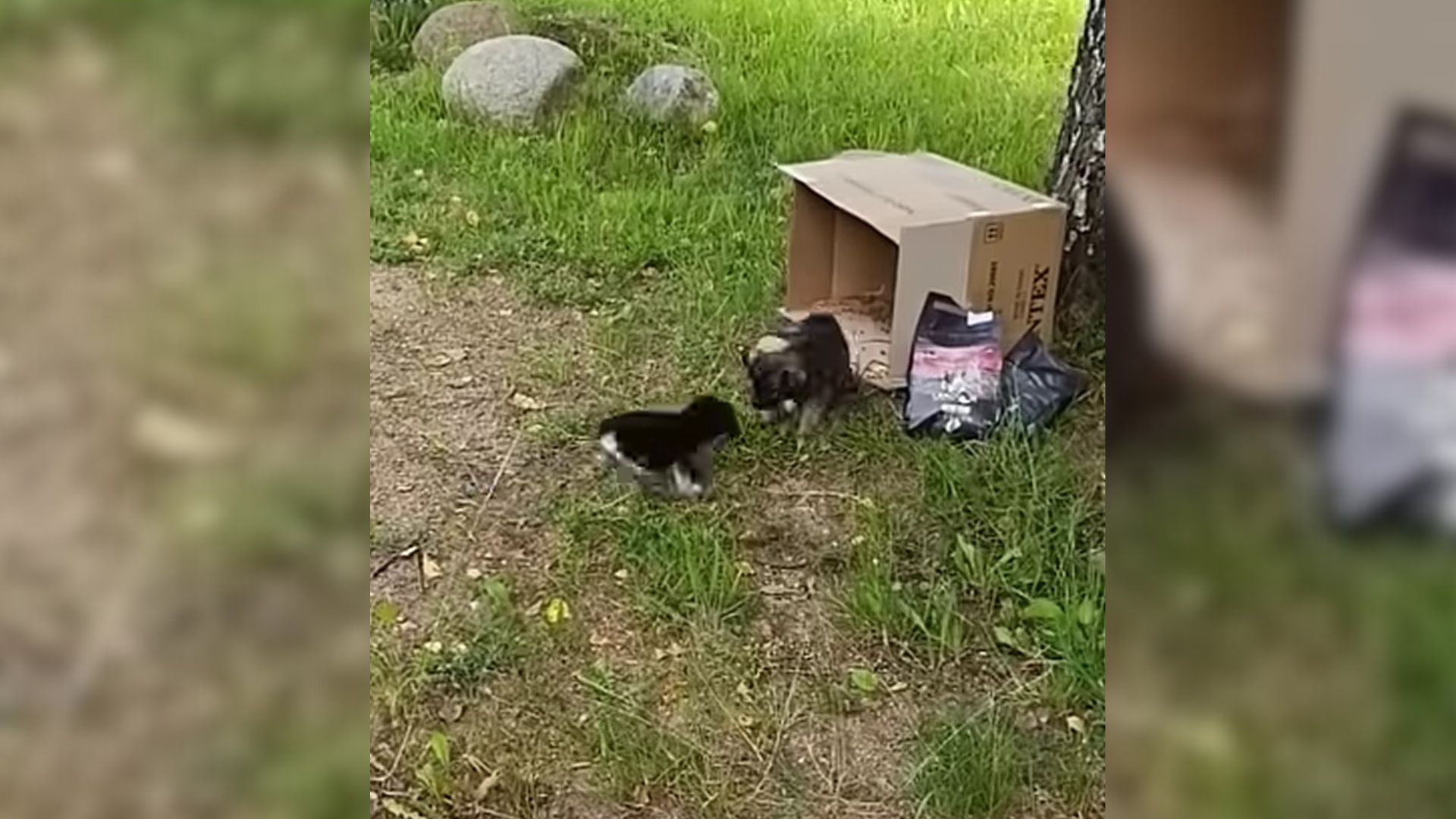 Puppies Dumped Out Of Moving Car Kept Looking Out For Each Other Until Their Rescue