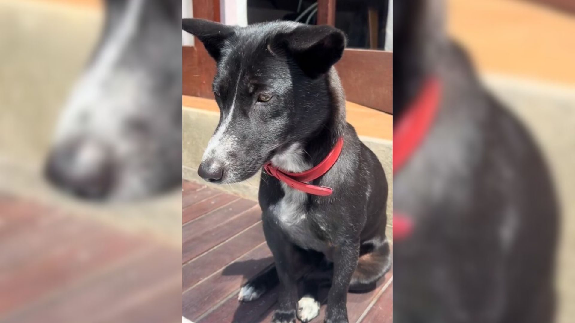 Rescue Dog Has A Heartbreaking Reaction To Water Due To The Traumatic Experience In The Past