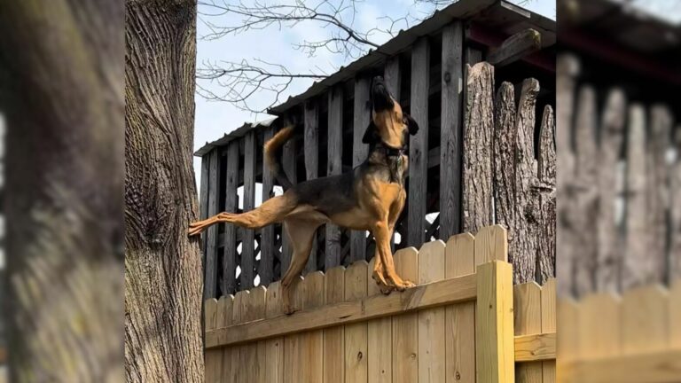 dog on a fence