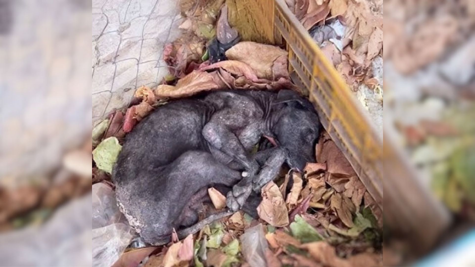 Rescuer Can’t Believe Their Eyes After Discovering Senior Dog Motionless In A Pile Of Leaves